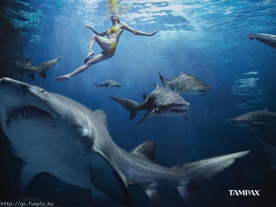 Poze MaxFun.ro » Tampax importiva rechinilor