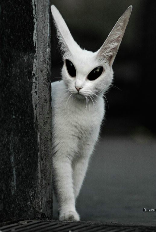 Poze MaxFun.ro » Pisica extraterestru